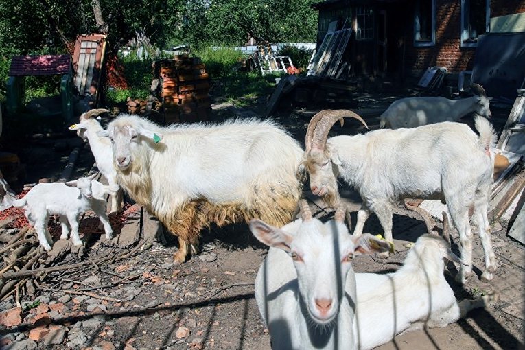 Суд 19 августа приступит к делу о запрете содержания коз в частном секторе Москвы 